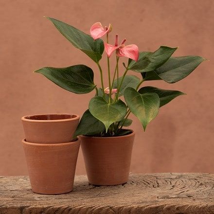 Terracotta plant pot