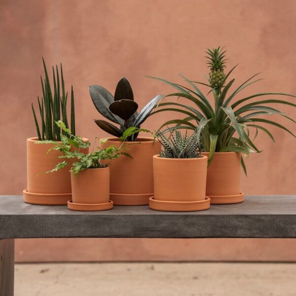 Terracotta Planters